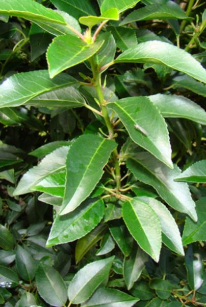 Portugiesischer Kirschlorbeer Prunus Lusitanica Angustifolia Kaufen