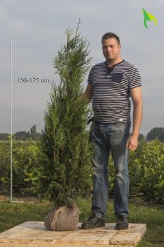 Lebensbaum 'Atrovirens' Wurzelballen 150-175 cm Extra Qualtität
