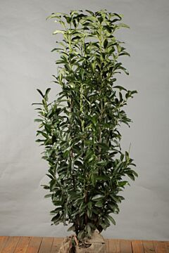 Kirschlorbeer 'Genolia' Wurzelballen 175-200 cm Extra Qualtität
