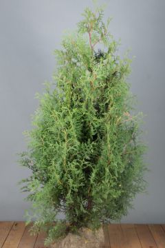 Lebensbaum 'Brabant' Wurzelballen 125-150 cm Extra Qualtität