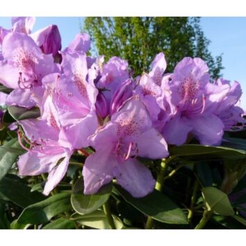 Rhododendron Catawbiense Boursault