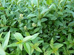 Wintergrüner Liguster (Ligustrum vulgare) Atrovirens