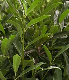 Kirschlorbeer 'Reynvaanii'