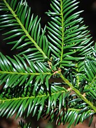 Europäische Eibe (Taxus Baccata)