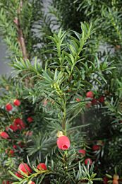 Taxus Media ‘Hicksii‘ kaufen