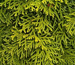 Gute Gründe für eine Hecke im Garten