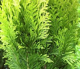 Thuja plicata 'Martin'