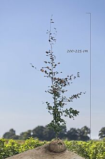 Blutbuche Wurzelballen 200-225 cm Wurzelballen