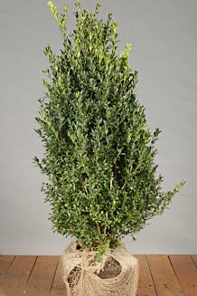 Buchsbaum Wurzelballen 60-80 cm Wurzelballen