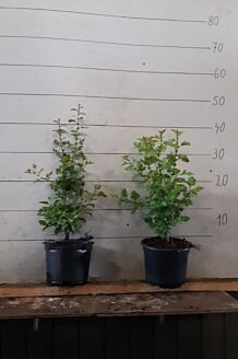 Eingriffeliger Weissdorn Topf 40-60 cm Topf