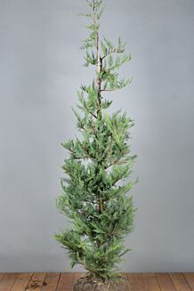 Leyland Koniferen Wurzelballen 150-175 cm Wurzelballen