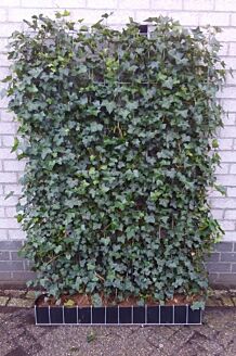 Efeu Fertig-Hecken 180 cm Fertighecke