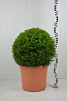 Eibe Kugel (40 cm) Topf
