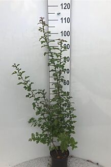 Eingriffeliger Weissdorn Topf 80-100 cm Topf