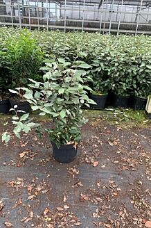 Oelweide Topf 60-80 cm Topf