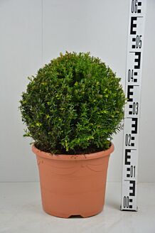 Europäische Eibe Kugel 30 cm Topf