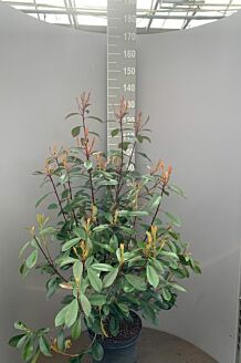 Glanzmispel Topf 100-125 cm Topf