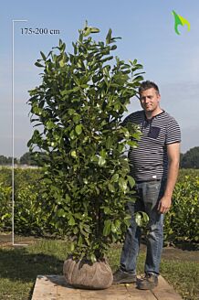 Großblättriger Kirschlorbeer Wurzelballen 175-200 cm Extra Qualität Wurzelballen
