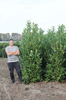 Großblättriger Kirschlorbeer Wurzelballen 200-225 cm Wurzelballen
