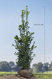Stechplame Ilex Stechplame Ilex