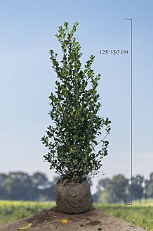 Stechplame Ilex Stechplame Ilex