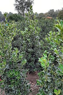 Stechpalme Ilex Wurzelballen 150-175 cm Wurzelballen