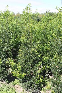 Stechpalme Ilex Wurzelballen 175-200 cm Wurzelballen