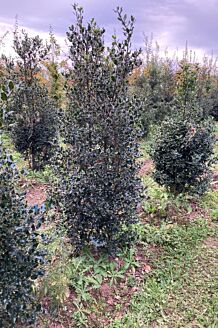Stechpalme Ilex Wurzelballen 200-225 cm Wurzelballen