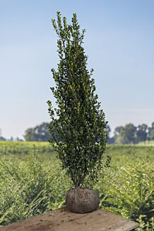Stechplame Ilex Stechplame Ilex