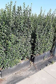 Wintergrüner Liguster Atrovirens Fertighecke 160-170 cm Fertighecke