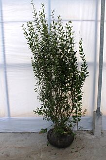 Wintergrüner Liguster Atrovirens Wurzelballen 150-175 cm Wurzelballen