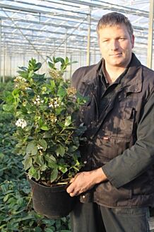 Lorbeerschneeball Topf 50+ cm Topf