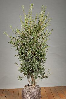 Osmanthus 