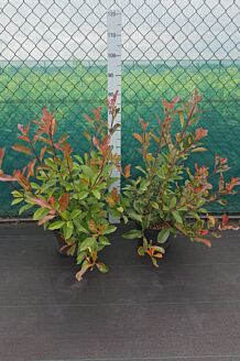 Glanzmispel Topf 60-80 cm Topf Glanzmispel Topf 60-80 cm Topf