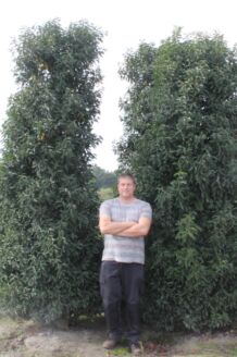 Portugiesischer Kirschlorbeer Wurzelballen 300-350 cm EXTRA Wurzelballen