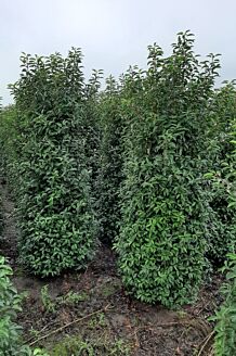 Portugiesischer Kirschlorbeer Wurzelballen 225-250 cm Extra Qualität Wurzelballen