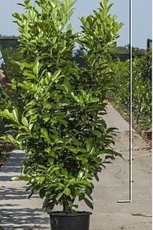 Großblättriger Kirschlorbeer Topf 175-200 cm Topf