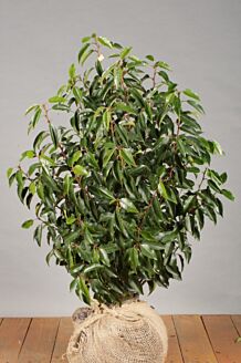 Portugiesischer Kirschlorbeer Wurzelballen 80-100 cm Extra Qualität Wurzelballen