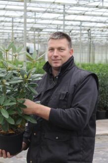 Rhododendron Catawbiense Boursalt Topf 40-50 cm Topf
