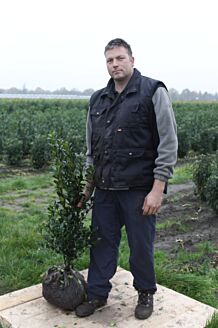 Stechplame Ilex Stechplame Ilex