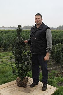 Stechplame Ilex Stechplame Ilex