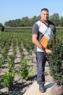 Stechplame Ilex Stechplame Ilex