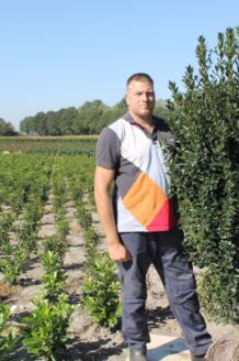 Stechplame Ilex Stechplame Ilex