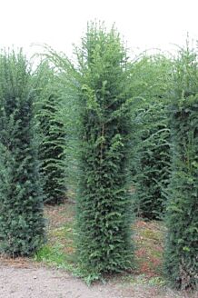 Eibe Wurzelballen 225-250 cm Extra Qualtität Wurzelballen