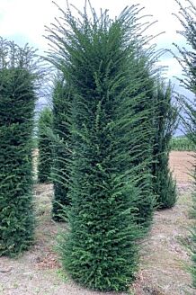 Eibe Wurzelballen 250-275 cm Extra Qualität Wurzelballen