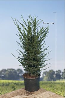 Eibe Topf 80-100 cm Topf