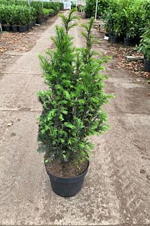 Eibe Topf 60-80 cm Topf