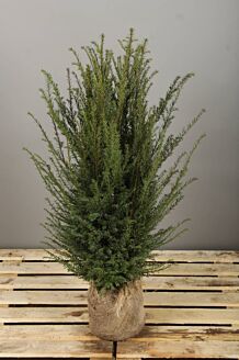 Eibe Wurzelballen 90-110 cm Extra Qualität Wurzelballen