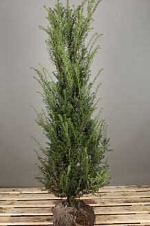 Eibe Wurzelballen 125-150 cm Extra Qualität Wurzelballen