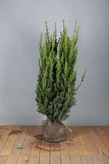 Eibe Wurzelballen 80-100 cm Extra Qualität Wurzelballen